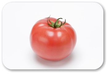 トマトの漢字・和名とは？　トマトの歴史、日本ではいつ頃から？